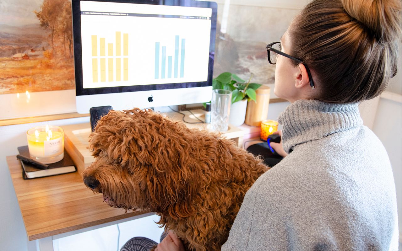 'Tail' of the times: working from home with a Cavapoo ‘coworker’